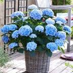 Hydrangea Live Plant, 6-12 Inch Tall, Hardy Flowering Shrub in 2.5" Pot, Outdoor Garden Hydrangea Bush (Blue Hydrangea)