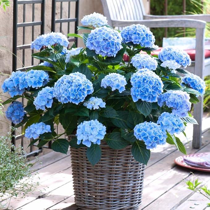 Hydrangea Live Plant, 6-12 Inch Tall, Hardy Flowering Shrub in 2.5" Pot, Outdoor Garden Hydrangea Bush (Blue Hydrangea)