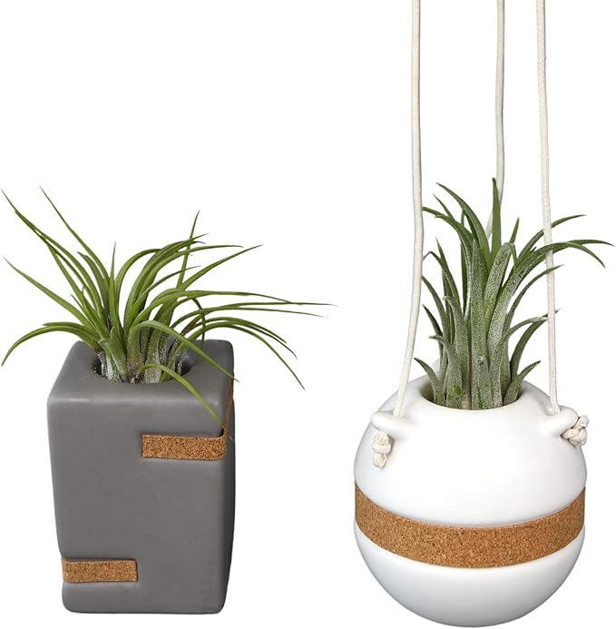Live Air Plants with Decorative White & Taupe Air Plant Holder Duo (2-pack), Easy Plant Gift, Non-Toxic & Pet Friendly Plants, Air Plants Live Plants in Small Plant Pots, Home Decor by Plants for Pets