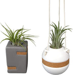 Live Air Plants with Decorative White & Taupe Air Plant Holder Duo (2-pack), Easy Plant Gift, Non-Toxic & Pet Friendly Plants, Air Plants Live Plants in Small Plant Pots, Home Decor by Plants for Pets