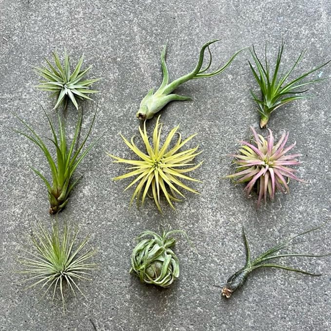 Set of 15 Assorted Air Plants Live, Low Light Tillandsia Indoor Houseplant, Small Medium Size, Easy Care Indoor Plants for Home and Office
