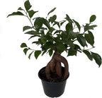 Chinese Ginseng Ficus Bonsai Tree - 6" Pot - House Plant or Bonsai