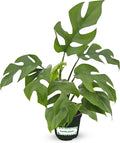 Bumble Plants Rhaphidophora Tetrasperma Mini Monstera 'Ginny' Full Size Live Houseplant | Easy Care, Live Indoor House Plants Fast-Growing Tropical Vine Air-Purifying Houseplant