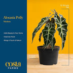 Costa Farms Alocasia Polly Live Plant in Decorative Pot, Indoor Houseplant, Perfect for Home, Room, or Office Decor, Great House Warming or Birthday Gift, 12-18 Inches Tall