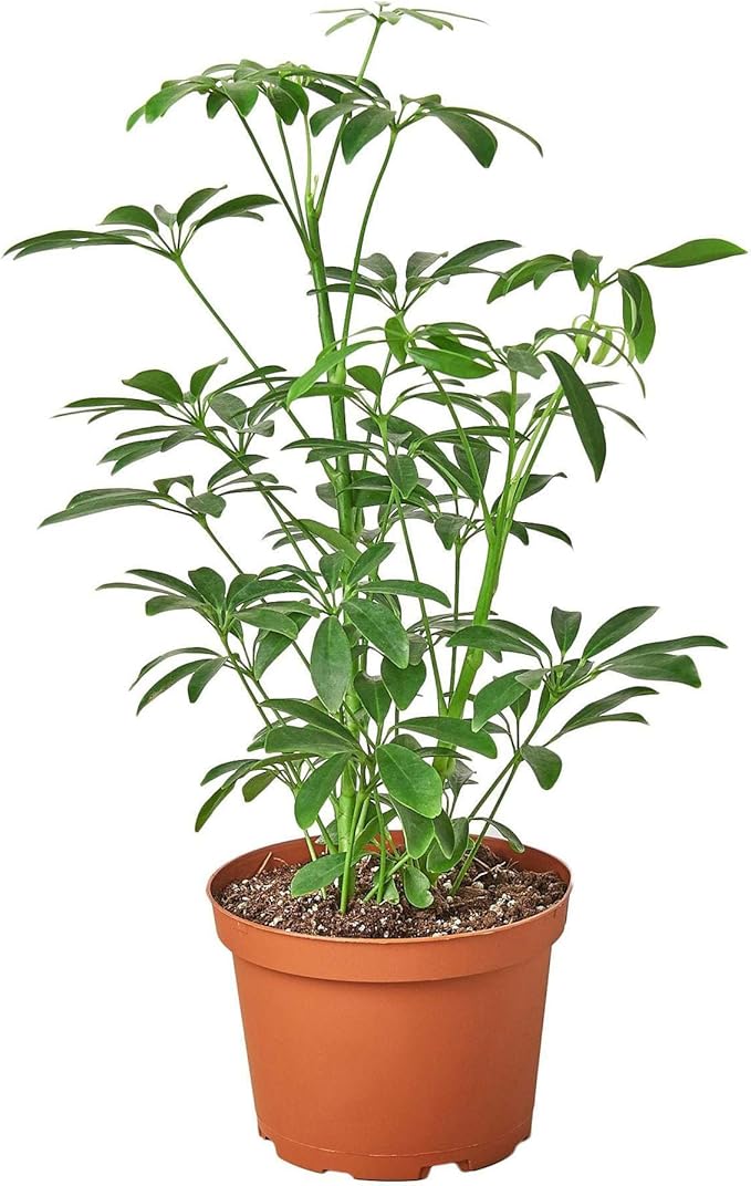 Schefflera Arboricola Live Plant for Indoor | Different Houseplants in 4'' & 6'' Pot | Real House Plant for Living Room, Office, Desk & Bathroom | Dwarf Umbrella Tree