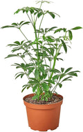 Schefflera Arboricola Live Plant for Indoor | Different Houseplants in 4'' & 6'' Pot | Real House Plant for Living Room, Office, Desk & Bathroom | Dwarf Umbrella Tree