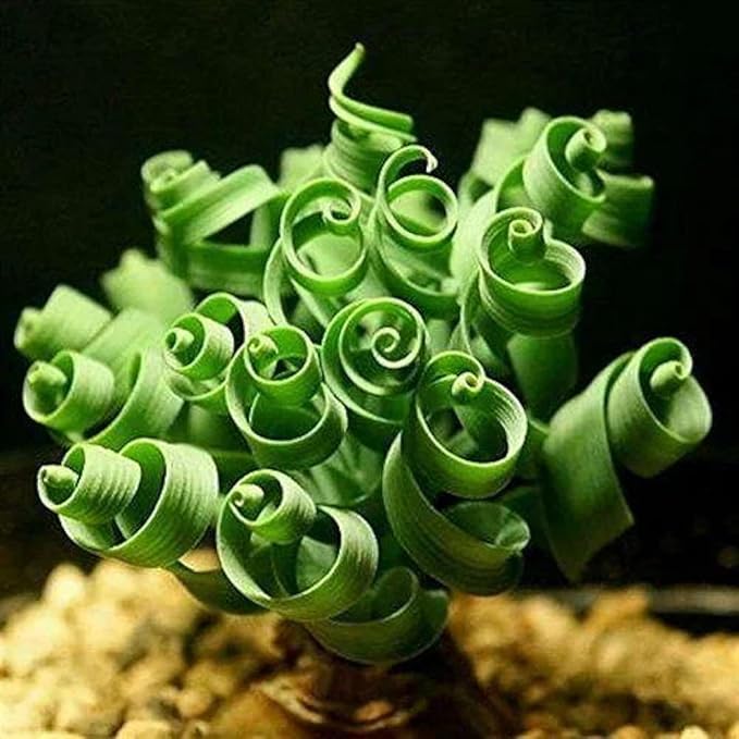 200PCS/BAG Green Succulents for DIY Bonsai and Potted Flowers - Vibrant Garden Delight