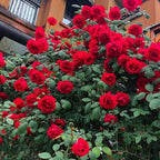 Random Climbing Rose Live Plant, Can Grow As Rose Bushes Shrubs, Fragrant Ready to Plant, Starter Size, 5 to 10 Inc Tall, Dormant in Winter