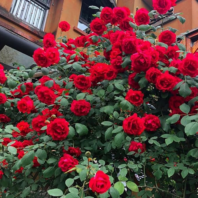 Random Climbing Rose Live Plant, Can Grow As Rose Bushes Shrubs, Fragrant Ready to Plant, Starter Size, 5 to 10 Inc Tall, Dormant in Winter