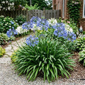 50 Count African Lily Agapanthus Seeds for Planting, Blue and White Blooms, Heirloom Variety