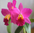 Hawaiian Cattleya Orchid Starter Plant - 6 - 10 Inches Tall, Planted in 2 Inch Pot - no Bloom - Discount HawaiianGIft