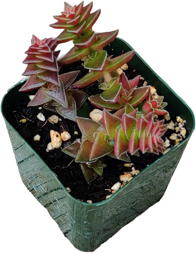 Live Succulent Cactus Plants (2" Pot Crassula Tabularis Pagoda)