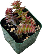 Live Succulent Cactus Plants (2" Pot Crassula Tabularis Pagoda)