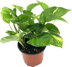 Live Pothos Plant - Epipremnum aureus Golden Pothos Plant - ragnaroc Tropical Plant 5-8” Tall - 2ct Live Arrival Guaranteed - Low Maintenance House Plants for Home Decor & Gift