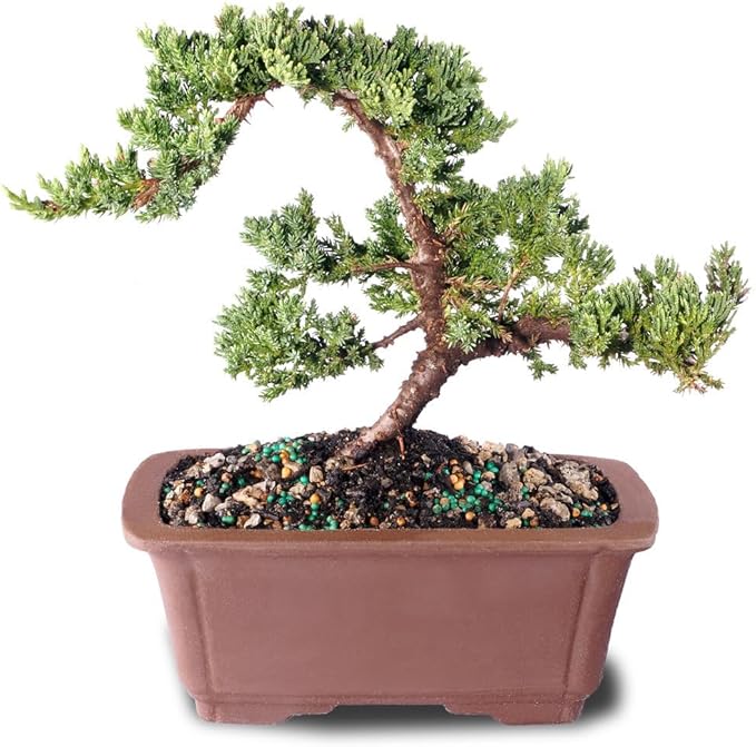Brussel's Bonsai - Live Green Mound Juniper Bonsai Tree in Bonsai Pot, Outdoor Bonsai Tree Live Plant, 5 Years Old, 6-10 Inches Tall, Easy Care Evergreen Bonsai for Patio Garden Décor (Medium)