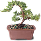 Brussel's Bonsai - Live Green Mound Juniper Bonsai Tree in Bonsai Pot, Outdoor Bonsai Tree Live Plant, 5 Years Old, 6-10 Inches Tall, Easy Care Evergreen Bonsai for Patio Garden Décor (Medium)
