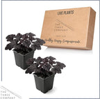 Live Heuchera Coral Bells 2-Pack – Black Olive – Shade Perennial Foliage Plant, 10” Tall, 1 Qt Pot