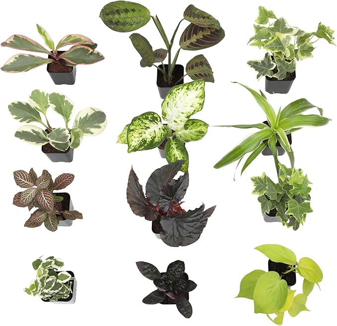 Easy to Grow Live Houseplants (12 Pack), Deluxe Collection of Assorted Air Purifying Indoor Plants, Peperomia, Spider Plants, Pothos, Easy Plant Care, 2 in Pots, Begonia, Croton