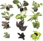 Easy to Grow Live Houseplants (12 Pack), Deluxe Collection of Assorted Air Purifying Indoor Plants, Peperomia, Spider Plants, Pothos, Easy Plant Care, 2 in Pots, Begonia, Croton