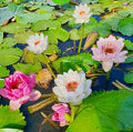 20 Lotus Seeds for Planting in Water – Precut Mixed Color Lotus Flower Seeds – Water Lily Plant for Indoor Bonsai Bowl, Outdoor Ponds & Water Gardens