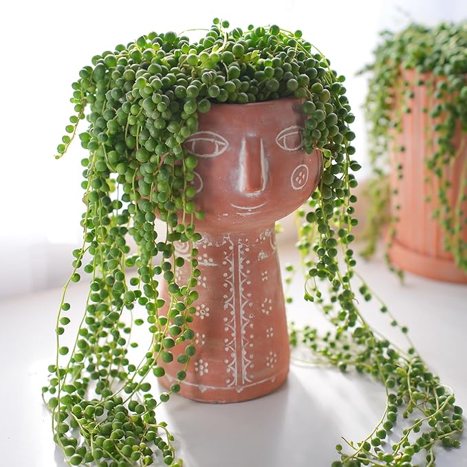 Sprout N Green String of Pearls, Live Succulent Fully Rooted in 2" Pot, Trailing Plant for Home Office Wedding Hanging Decor DIY Project Party Favor, Keep Away from Pets, Garden Beginners Friendly