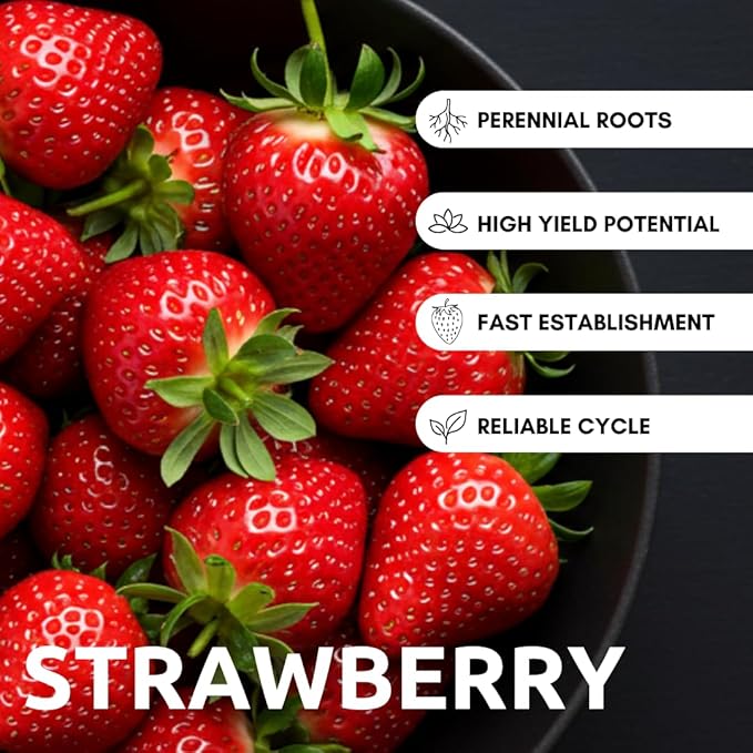 All Star Strawberry Plants, Day-Neutral Everbearing Plants, High-Yield Sweet Berries, Non-GMO Live Strawberry Starts for Garden, Raised Beds, Containers (10 Strawberry Plants)