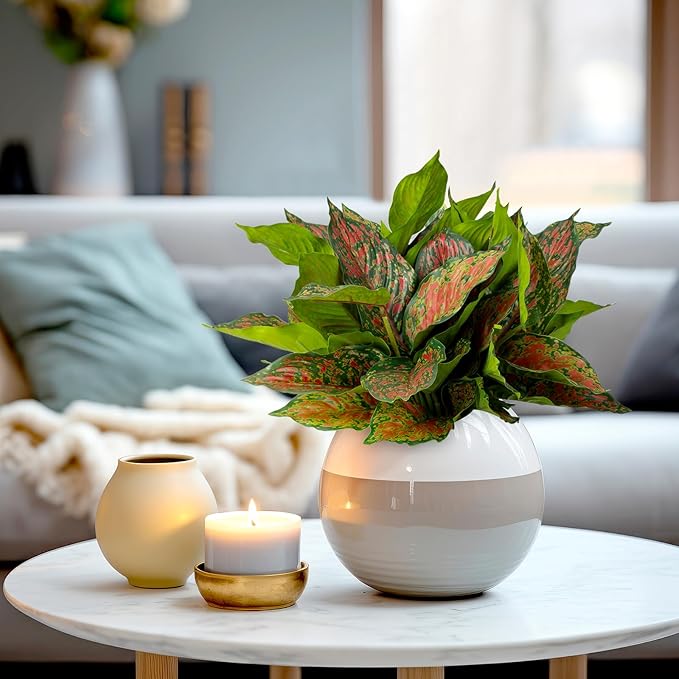 4Pcs 17.7inch Artificial Halcyon Hosta Perennial Plants Faux Red Dieffenbachia Plant Greenery Aesthetic House Plants Outdoor Shrubs Indoor Office Yard UV Resistant Planter Filler（Red）