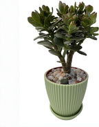 Sprout N Green Dwarf Jade with Green Stripe Pot, Live Crassula Ovata Crosby's Compact, Rare Cute Succulent Plant in 4" Planter, Home Office Décor