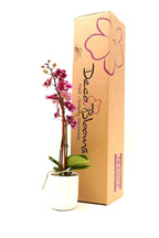 DecoBlooms Premium Purple 3” Orchid Live Indoor Plant (Modern Pot Included) – Grown in the USA - Fresh Flowering Home Decor Delivery for Birthday, Anniversary, Sympathy, Wedding, Mother's Day
