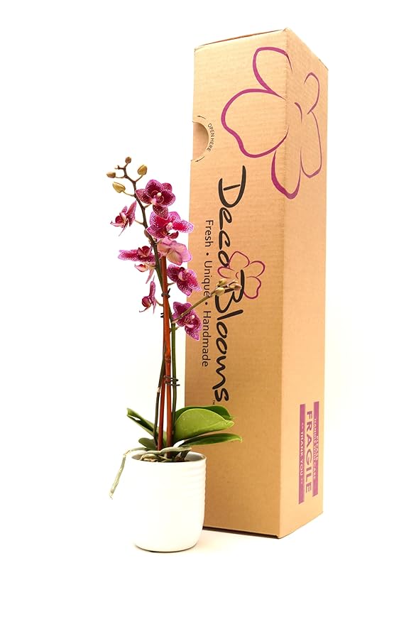 DecoBlooms Premium Purple 3” Orchid Live Indoor Plant (Modern Pot Included) – Grown in the USA - Fresh Flowering Home Decor Delivery for Birthday, Anniversary, Sympathy, Wedding, Mother's Day