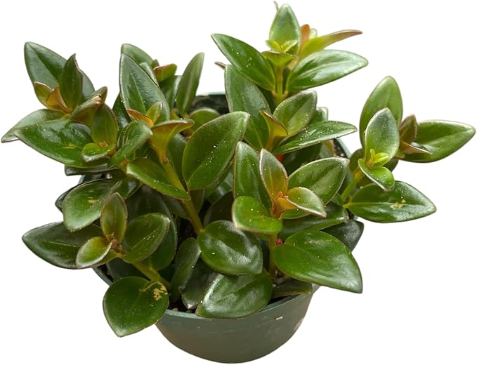 Goldfish Plant – Live Nematanthus Gregarius in 4-Inch Pot (2 Pack) – Easy Care Indoor Hanging Houseplant with Bright Orange Blooms – Pet Safe & Low Maintenance