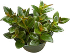 Goldfish Plant – Live Nematanthus Gregarius in 4-Inch Pot (2 Pack) – Easy Care Indoor Hanging Houseplant with Bright Orange Blooms – Pet Safe & Low Maintenance