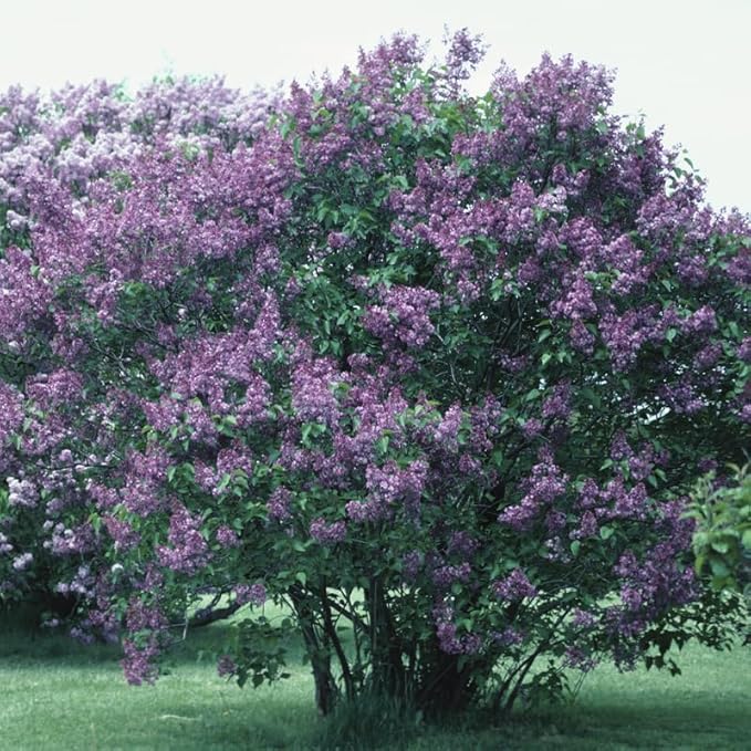 Miss Kim Lilac Bush Live Plant in Quart Pot, Fast Growing Korean Lilac Tree, Fragrant Flowering Shrubs for Garden Landscaping