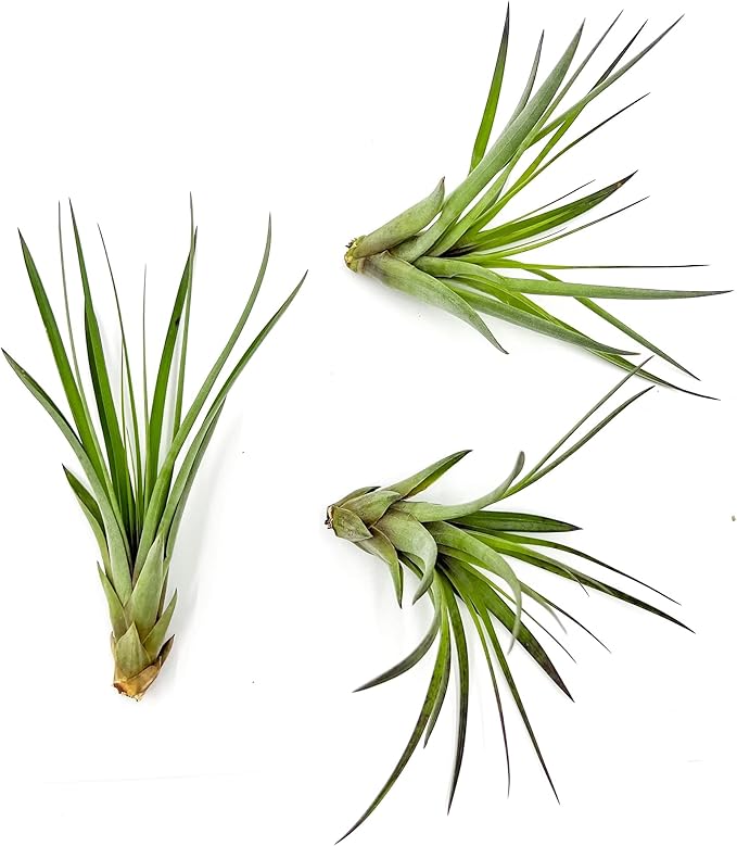 ragnaroc Air Plants - Tillandsia Fasciculata Tricolor, Large 4-6" - 3ct - Live Arrival Guaranteed - House Plants for Home Decor & Gift