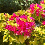 2 Bougainvillea Live Plants, Tropical Bougainvillea Flowering Vine, Fast Growing Outdoor and Container Plant, 4-8'' Tall (Hot Pink Blooms)