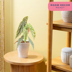 Costa Farms Begonia Maculata Live Plant in Self Watering Pot, Indoor Houseplant, Perfect for Home, Room, or Office Decor, Great House Warming or Birthday Gift, 12-18 Inches Tall