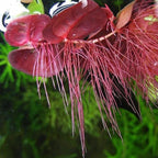 60+ Live Red Root Floater Plants - Vibrant Floating Aquarium Plants - Live Aquarium Plants for Growing - Aquatic Plant Live