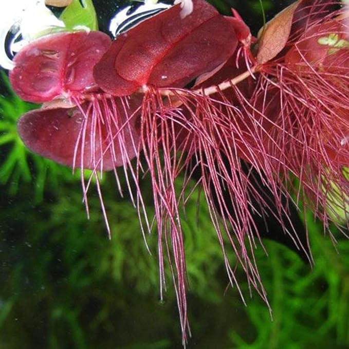 60+ Live Red Root Floater Plants - Vibrant Floating Aquarium Plants - Live Aquarium Plants for Growing - Aquatic Plant Live