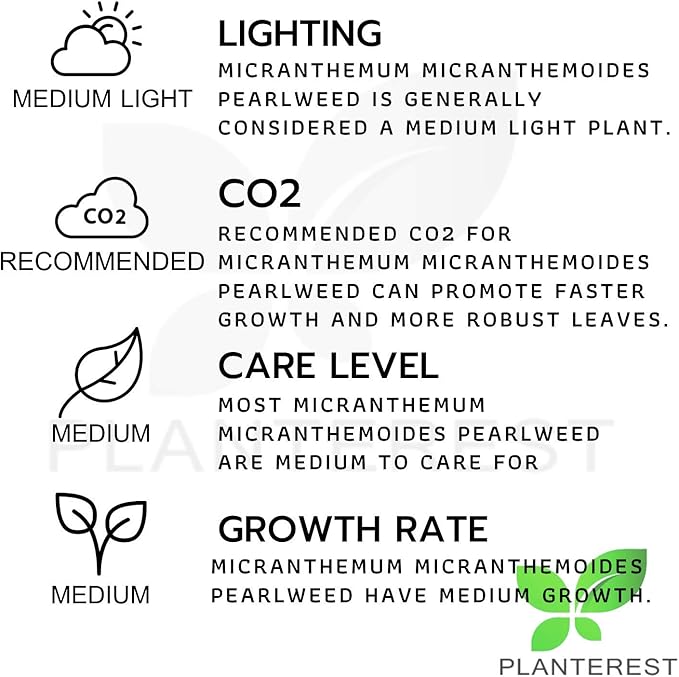 Micranthemum Micranthemoides Pearlweed Tissue Culture Vitro Cup Freshwater Carpet Live Aquarium Plants Decoration BUY2GET1FREE