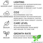 Micranthemum Micranthemoides Pearlweed Tissue Culture Vitro Cup Freshwater Carpet Live Aquarium Plants Decoration BUY2GET1FREE