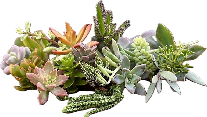 25 Assorted Live Succulent Cuttings, No 2 Succulents Alike, Great for Terrariums, Mini Gardens, and as Starter Plants. Live Succulents Plants for DIY Projects and Home Decor (25, Small)