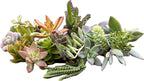 25 Assorted Live Succulent Cuttings, No 2 Succulents Alike, Great for Terrariums, Mini Gardens, and as Starter Plants. Live Succulents Plants for DIY Projects and Home Decor (25, Small)