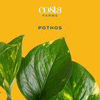 Costa Farms Golden Pothos Live Plant in Hanging Grower Pot, Easy-Care, Air Purifying Indoor Houseplant, Home, Room, or Office Decor, Great House Warming or Birthday Gift, 8-10 Inches Tall
