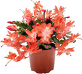 Thanksgiving Cactus, Live Indoor Plant, Flowering Houseplant, Orange Seasonal Blooms, 4-Inch Pot, Pet Safe Holiday Decor, Free Heat Pack