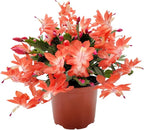Thanksgiving Cactus, Live Indoor Plant, Flowering Houseplant, Orange Seasonal Blooms, 4-Inch Pot, Pet Safe Holiday Decor, Free Heat Pack