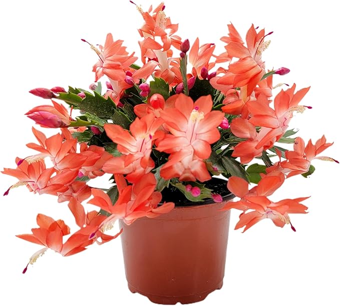 Thanksgiving Cactus, Live Indoor Plant, Flowering Houseplant, Orange Seasonal Blooms, 4-Inch Pot, Pet Safe Holiday Decor, Free Heat Pack