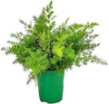 Sprengeri Fern – Live Asparagus Fern in 1 Gallon Nursery Pot – Lush, Cascading Green Foliage for Shade Gardens & Indoor Spaces – Easy-Care Perennial, Thrives in Humidity