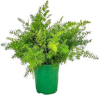 Sprengeri Fern – Live Asparagus Fern in 1 Gallon Nursery Pot – Lush, Cascading Green Foliage for Shade Gardens & Indoor Spaces – Easy-Care Perennial, Thrives in Humidity