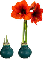 Waxed Amaryllis Bulb 2-Pack – Green Wax with Red Blooms – Live Holiday Gift Plant, Easy Care, No Watering Needed
