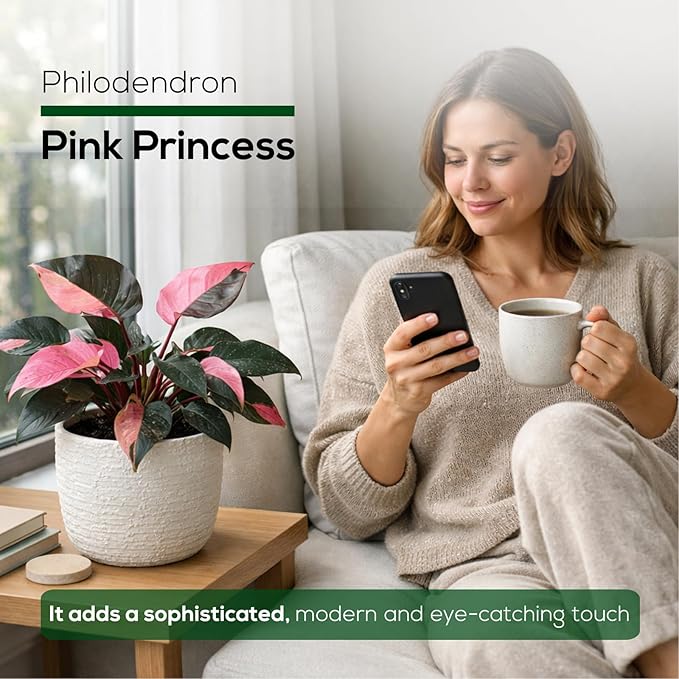 Philodendron Pink Princess (4 Pack) Live Starter Plug Plants, Variegated Indoor Houseplants, Easy Care Tropical Plants Live, Pink Foliage Houseplants